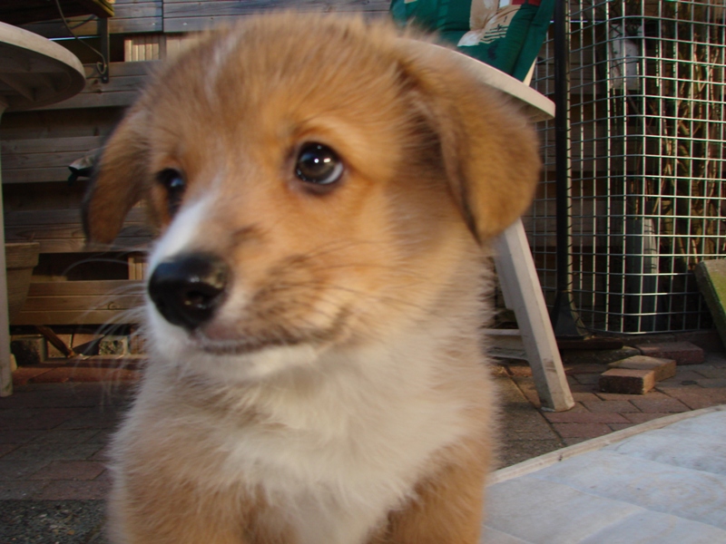 Puppies